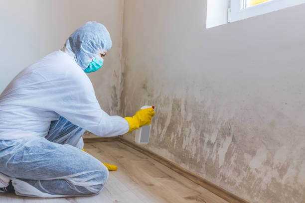 Licensed Black Mold Removal service in Clifton, IL - WQB Mold Removal