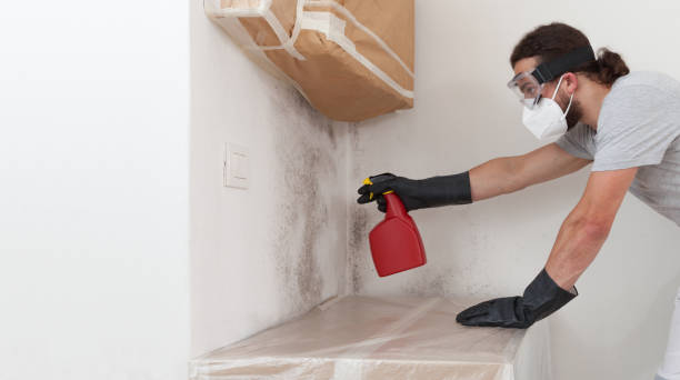 Professional Black Mold Removal technician working in Clifton, IL