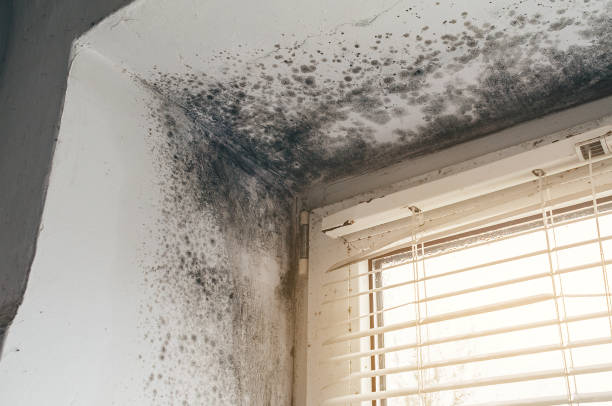 Affordable Black Mold Removal solutions in Clifton, IL